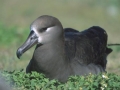 Black-footed Albatross