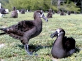 Black-footed Albatross