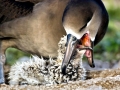 Black-footed Albatross