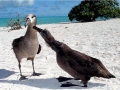 Black-footed Albatross