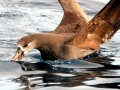 Black-footed Albatross