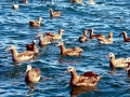 Black-footed Albatross