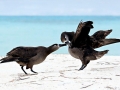 Black-footed Albatross
