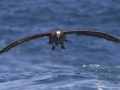 Black-footed Albatross