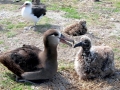 Black-footed Albatross