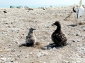 Black-footed Albatross