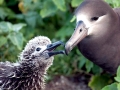 Black-footed Albatross