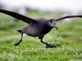 Black-footed Albatross