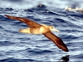 Black-footed Albatross