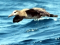 Black-footed Albatross