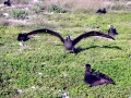 Black-footed Albatross