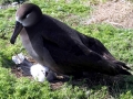 Black-footed Albatross