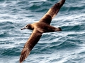 Black-footed Albatross