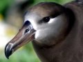 Black-footed Albatross