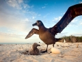 Black-footed Albatross