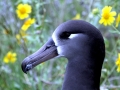 Black-footed Albatross
