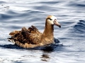 Black-footed Albatross