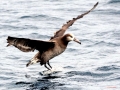 Black-footed Albatross