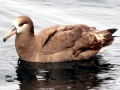 Black-footed Albatross