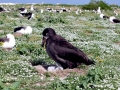 Black-footed Albatross