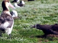 Black-footed Albatross