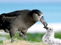 Black-footed Albatross