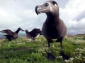 Black-footed Albatross