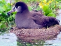 Black-footed Albatross