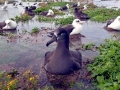 Black-footed Albatross
