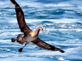 Black-footed Albatross