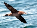 Black-footed Albatross