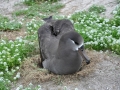 Black-footed Albatross