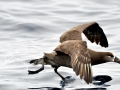 Black-footed Albatross