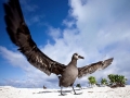 Black-footed Albatross