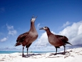 Black-footed Albatross
