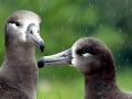 Black-footed Albatross