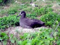 Black-footed Albatross