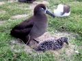 Black-footed Albatross