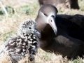 Black-footed Albatross