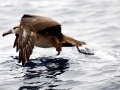 Black-footed Albatross
