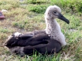 Black-footed Albatross