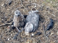Black-footed Albatross