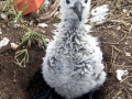 Black-footed Albatross