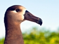 Black-footed Albatross
