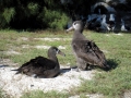 Black-footed Albatross