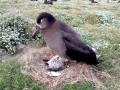 Black-footed Albatross