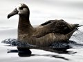 Black-footed Albatross