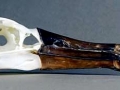 Black-footed Albatross