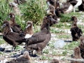Black-footed Albatross