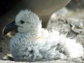 Black-footed Albatross